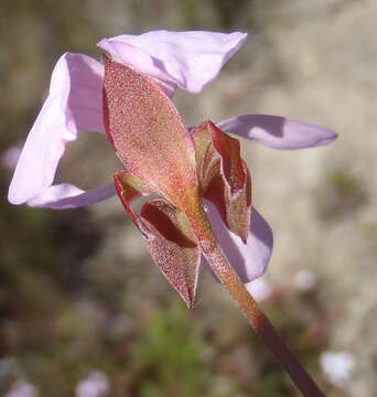 Image of Pelargonium ovale (Burm. fil.) L'Her.