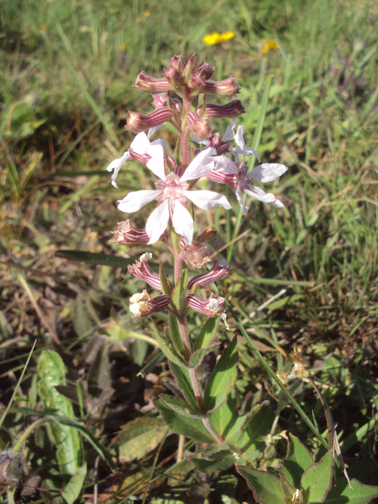 Cuphea lysimachioides Cham. & Schltdl.的圖片