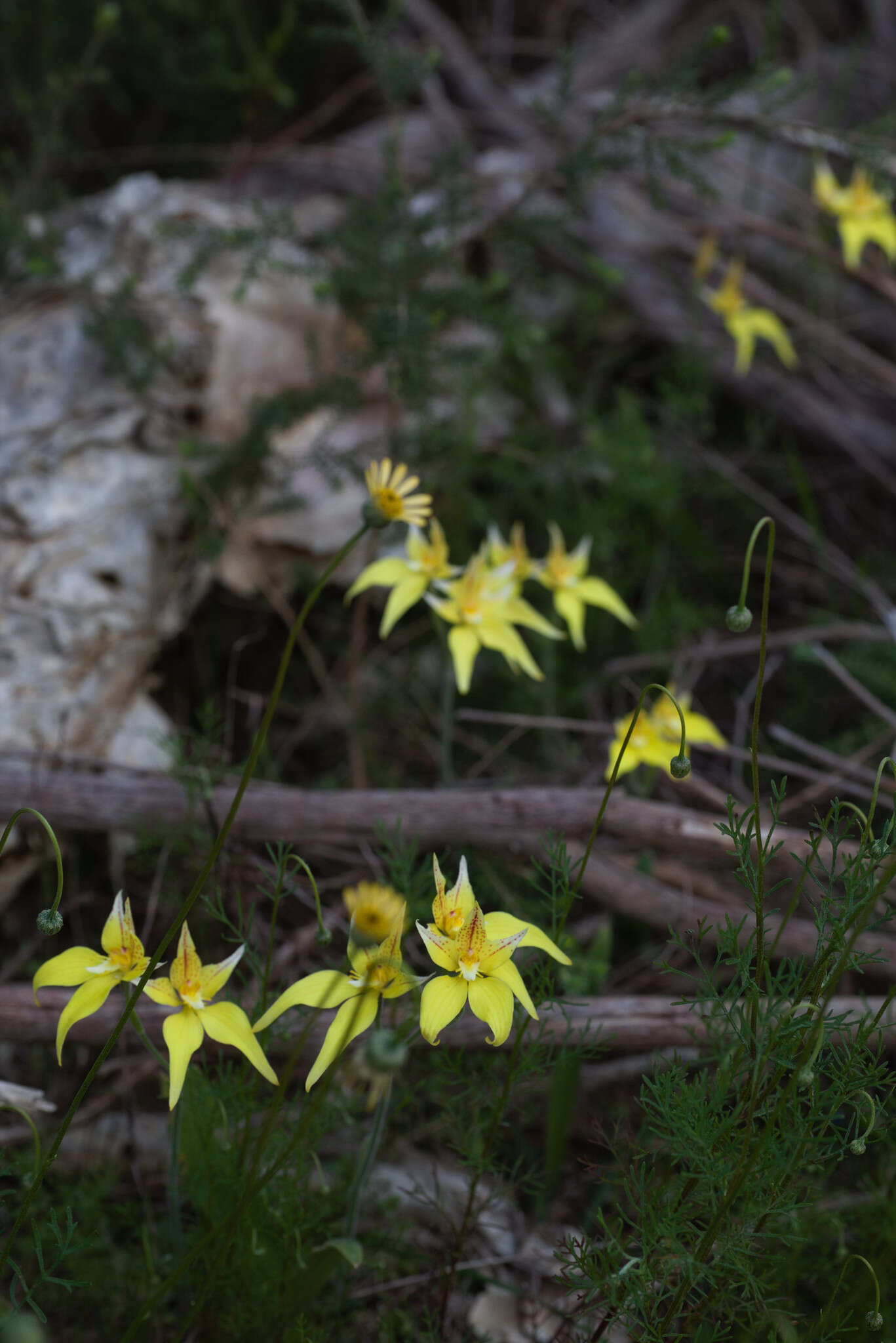 Caladenia flava subsp. flava resmi