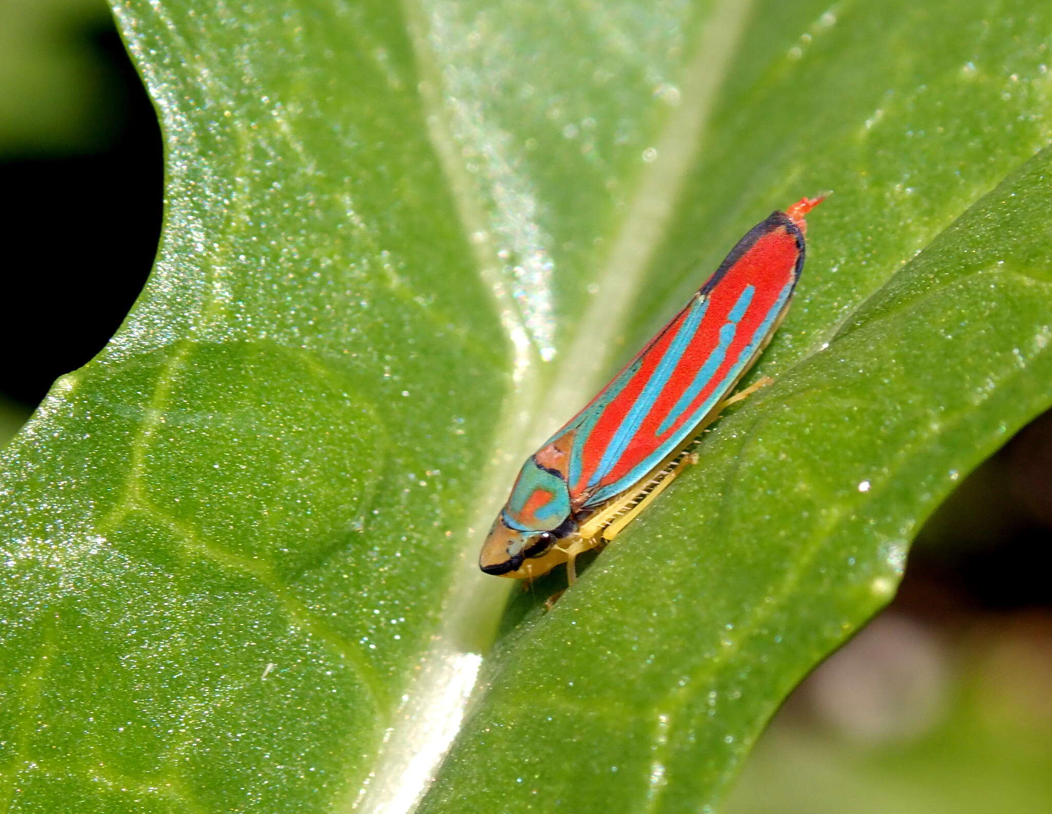 Graphocephala coccinea (Forster & J. R. 1771)的圖片