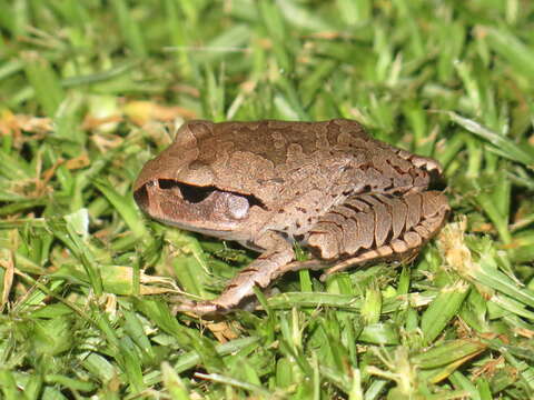 Plancia ëd Mixophyes fasciolatus Günther 1864