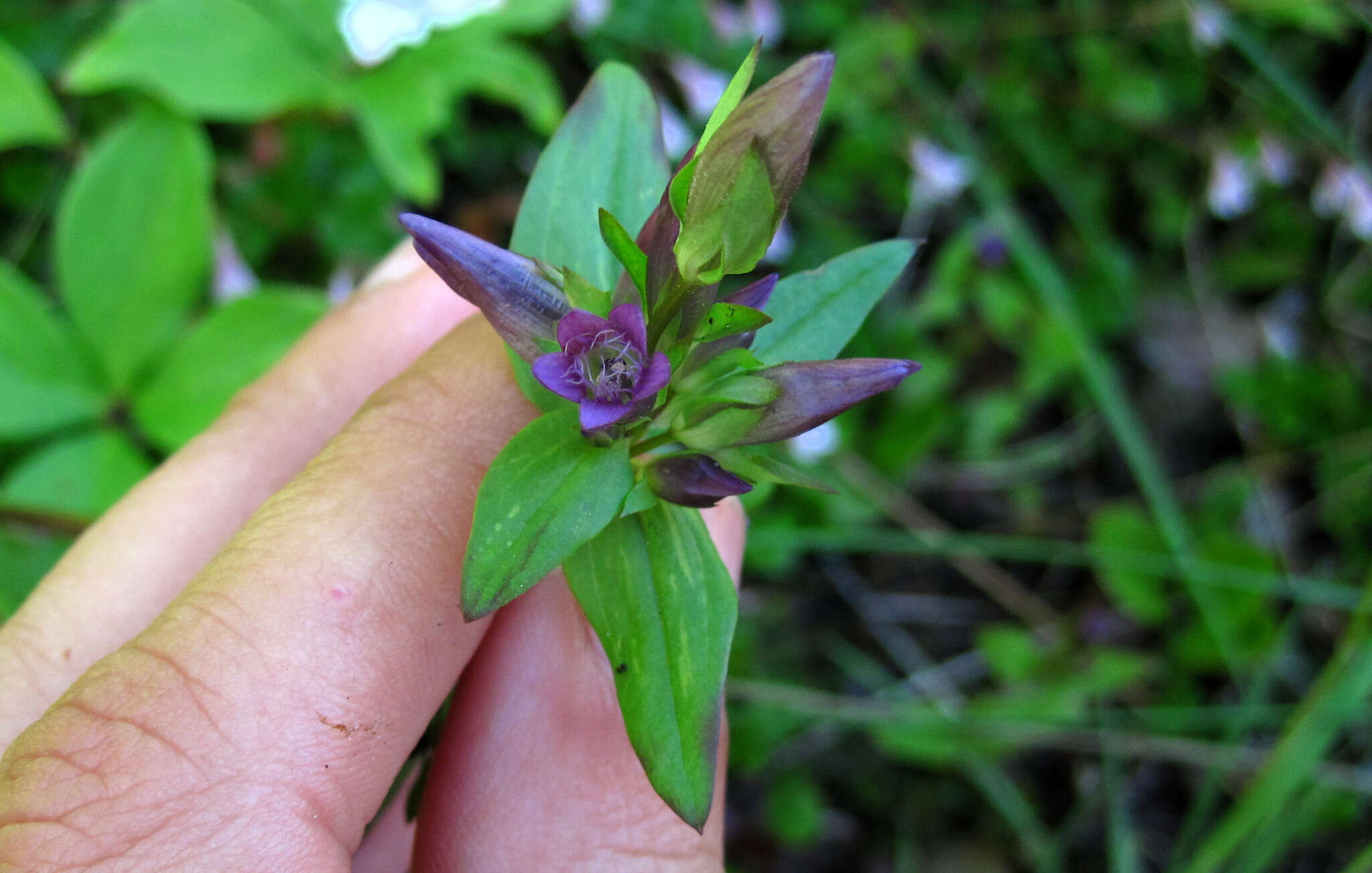 Image of autumn dwarf gentian