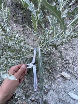 Image of Barneby's thistle