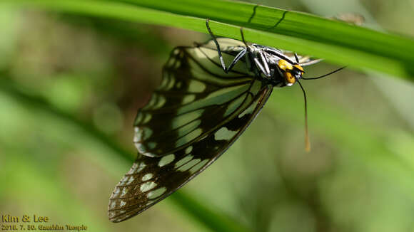 Image of Hestina persimilis Westwood (1850)