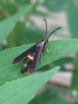 Image of The Boneset Borer