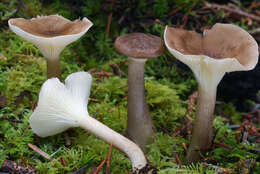 Image of Ampulloclitocybe