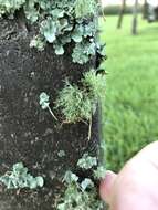 Image of Willey's cartilage lichen