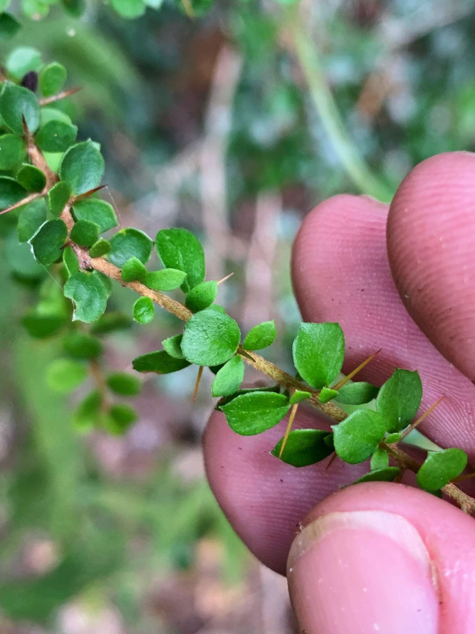 Image of Pittosporum spinescens (F. Müll.) L. W. Cayzer, M. D. Crisp & I. R. H. Telford