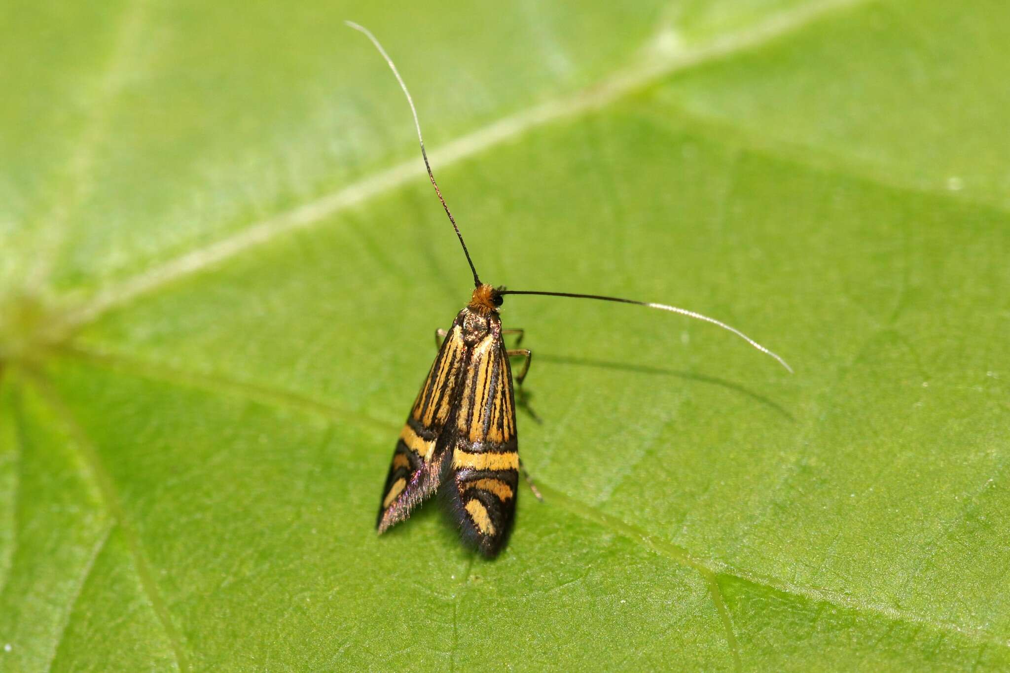 Image of Nemophora ochsenheimerella Hübner 1816