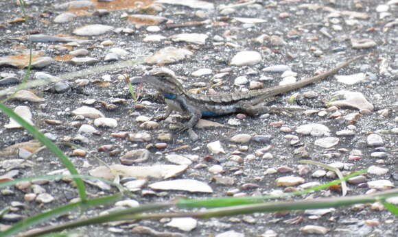 Image of Southern Prairie Lizard