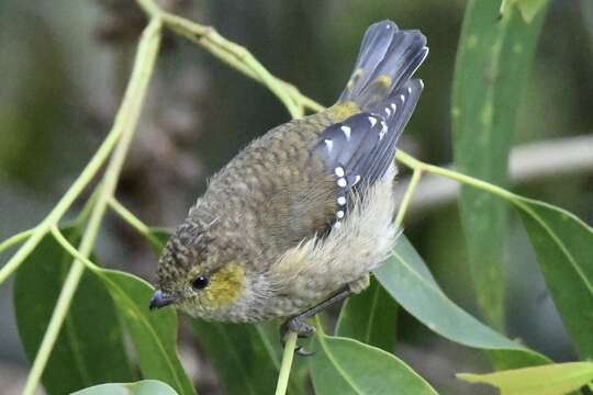 Image of Forty-spotted Pardalote