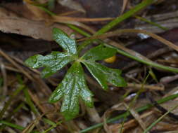 Image of Ranunculus amphitrichus Colenso