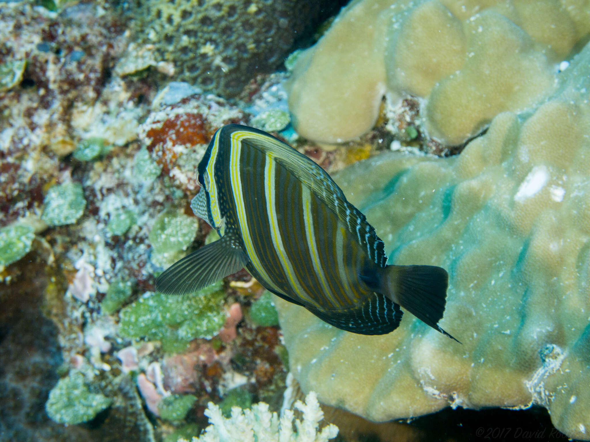 Слика од Zebrasoma veliferum (Bloch 1795)