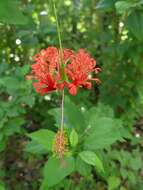 Image of fringed rosemallow