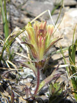 Image of beautiful Indian paintbrush