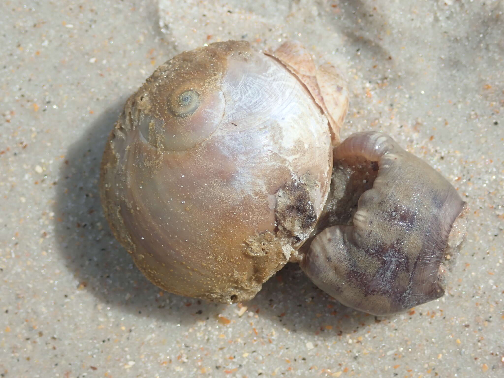 Image of hermit anemone