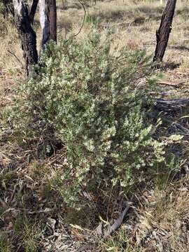 Image of Twiggy Daisy-bush