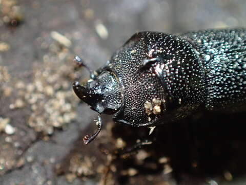 Image of Rugose Stag Beetle