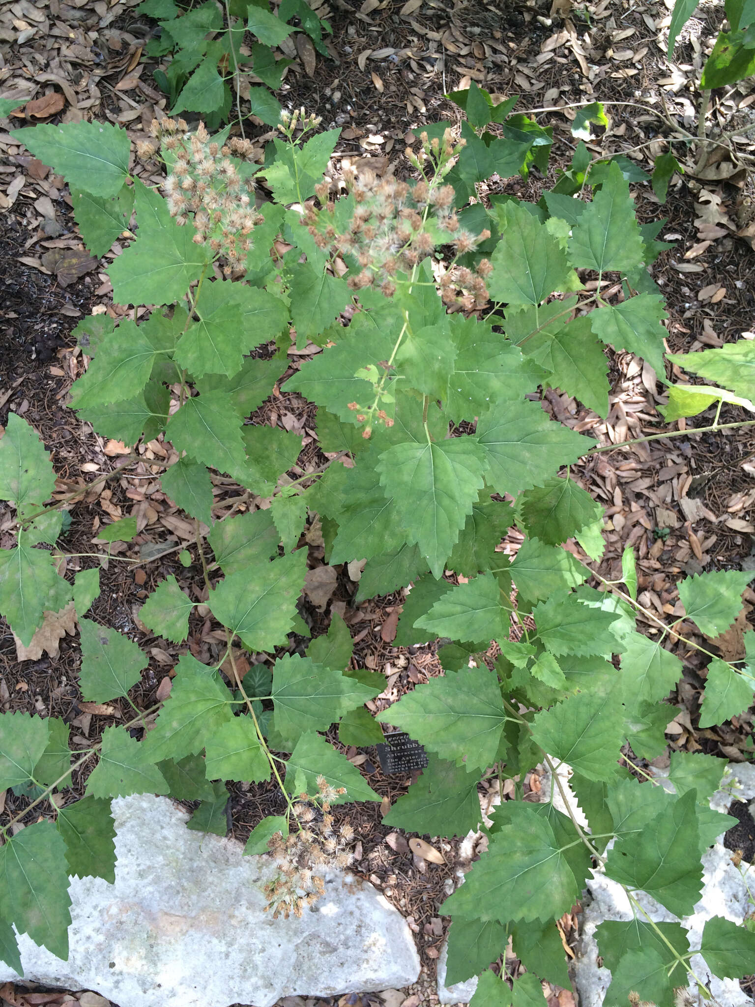 Image of Havana snakeroot