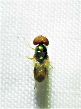 Image of Soldier fly