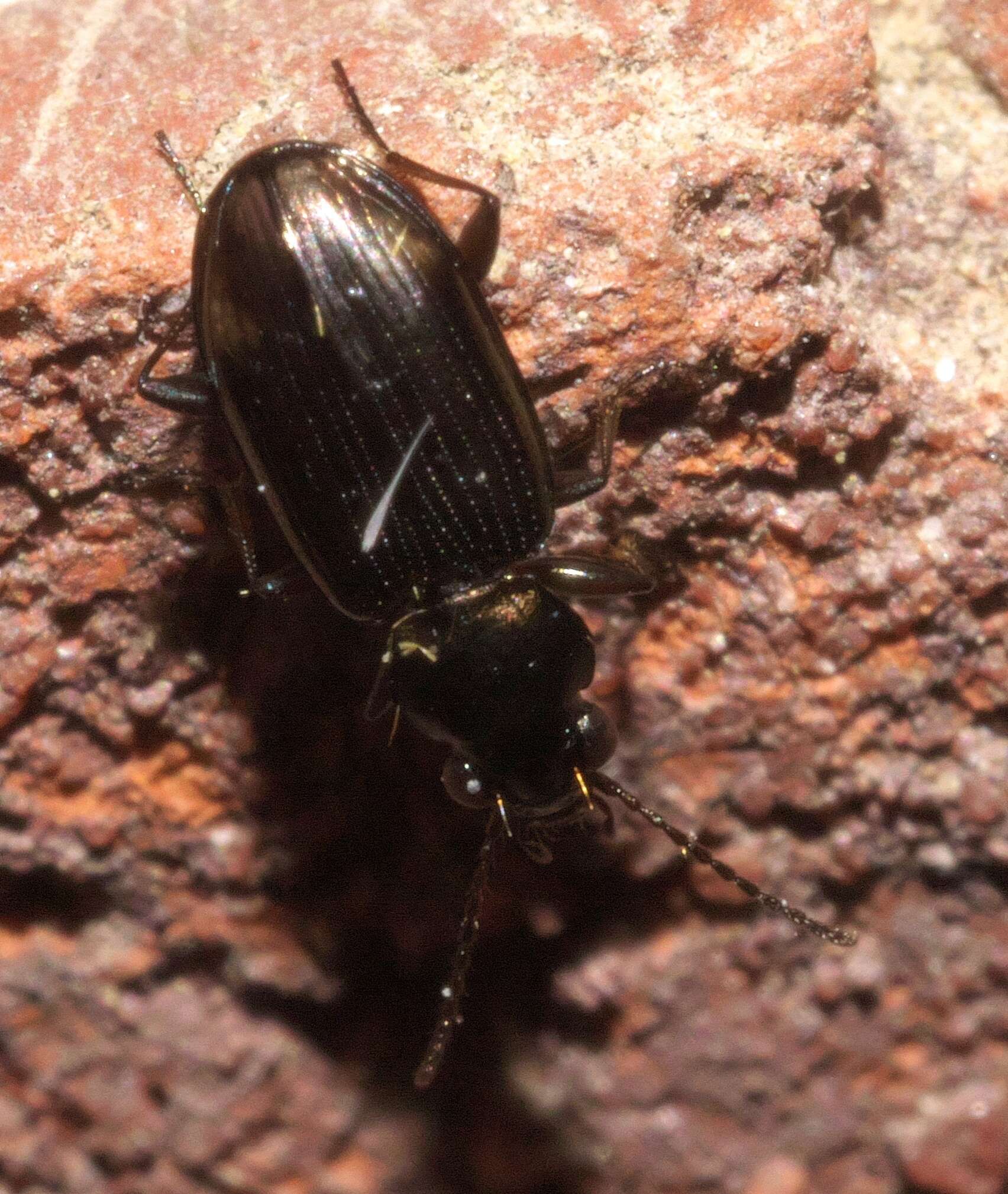 Image of Bembidion (Notaphus) rapidum (Le Conte 1847)