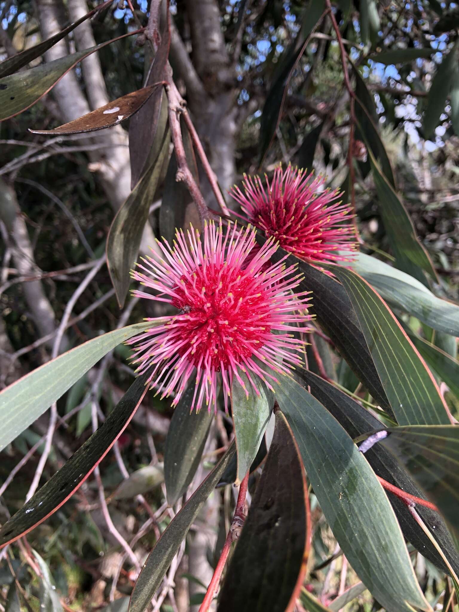 Image of Pincushion hakea