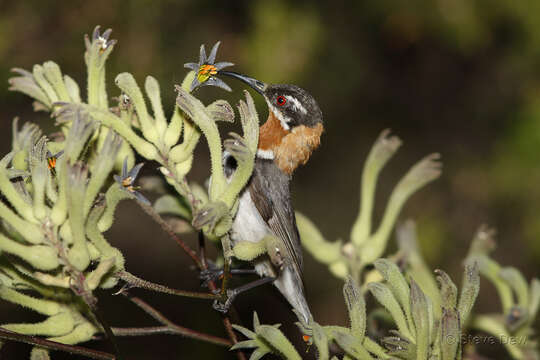 Image of Western Spinebill