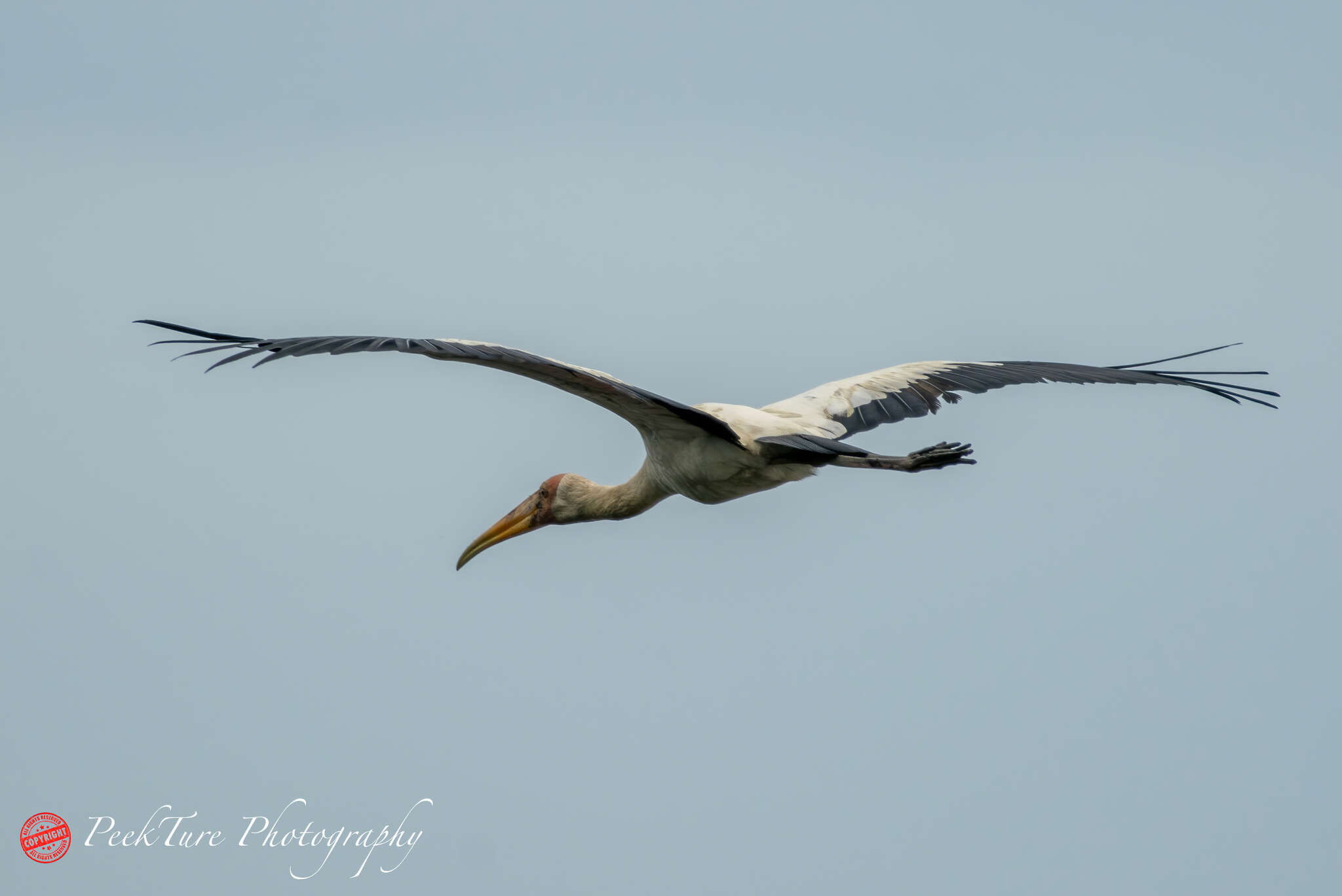 Image of Milky Stork