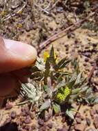 Image of Berkheya pinnatifida (Thunb.) Thell.