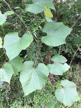 Image of graybark grape