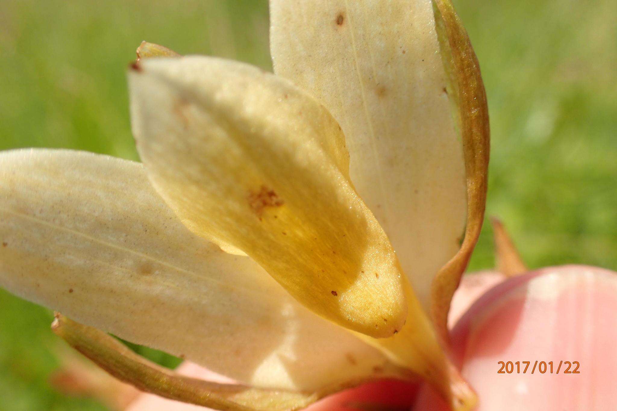 Image of Eulophia calanthoides Schltr.
