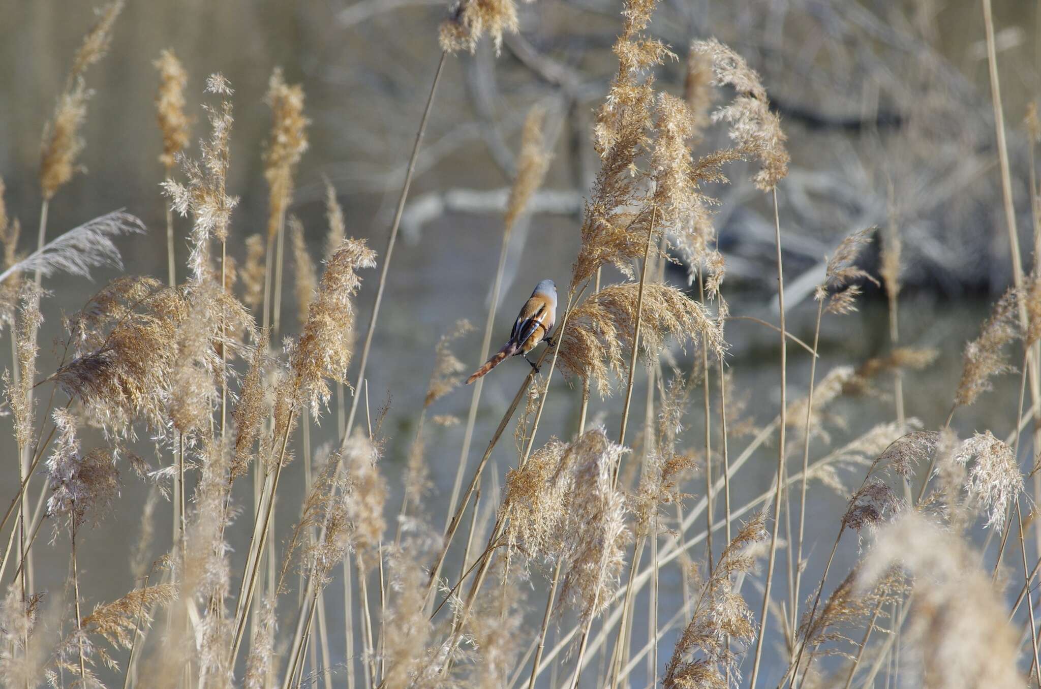 Sivun Panuridae kuva