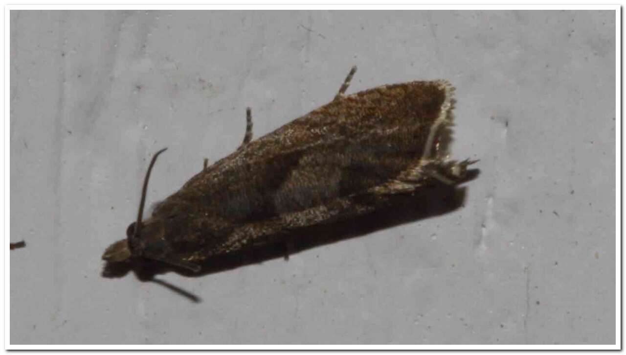 Image of Dichrorampha acuminatana Zeller 1846