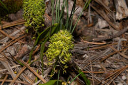 Image of Malaxis elliptica A. Rich. & Galeotti