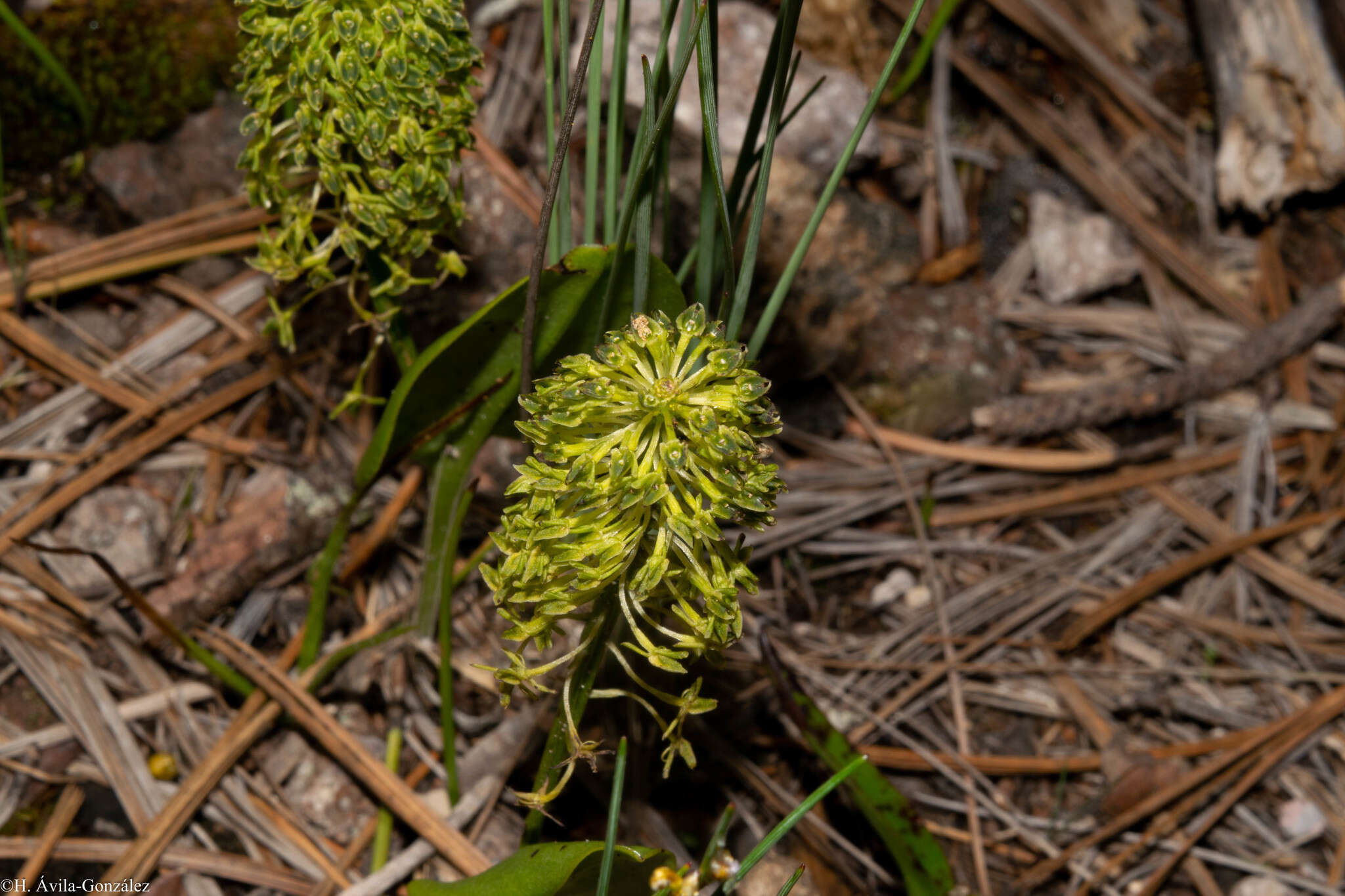 Image of Malaxis elliptica A. Rich. & Galeotti