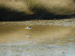 Image of Pied Stilt