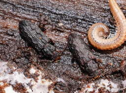 Image of Meryx rugosa Latreille 1804
