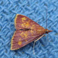 Image of Mint-loving Pyrausta