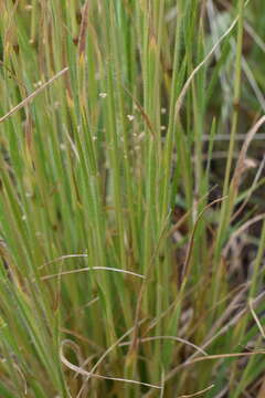 Image of French Oat-grass