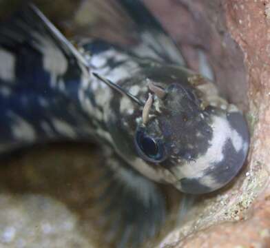 Image of Zebra Blenny