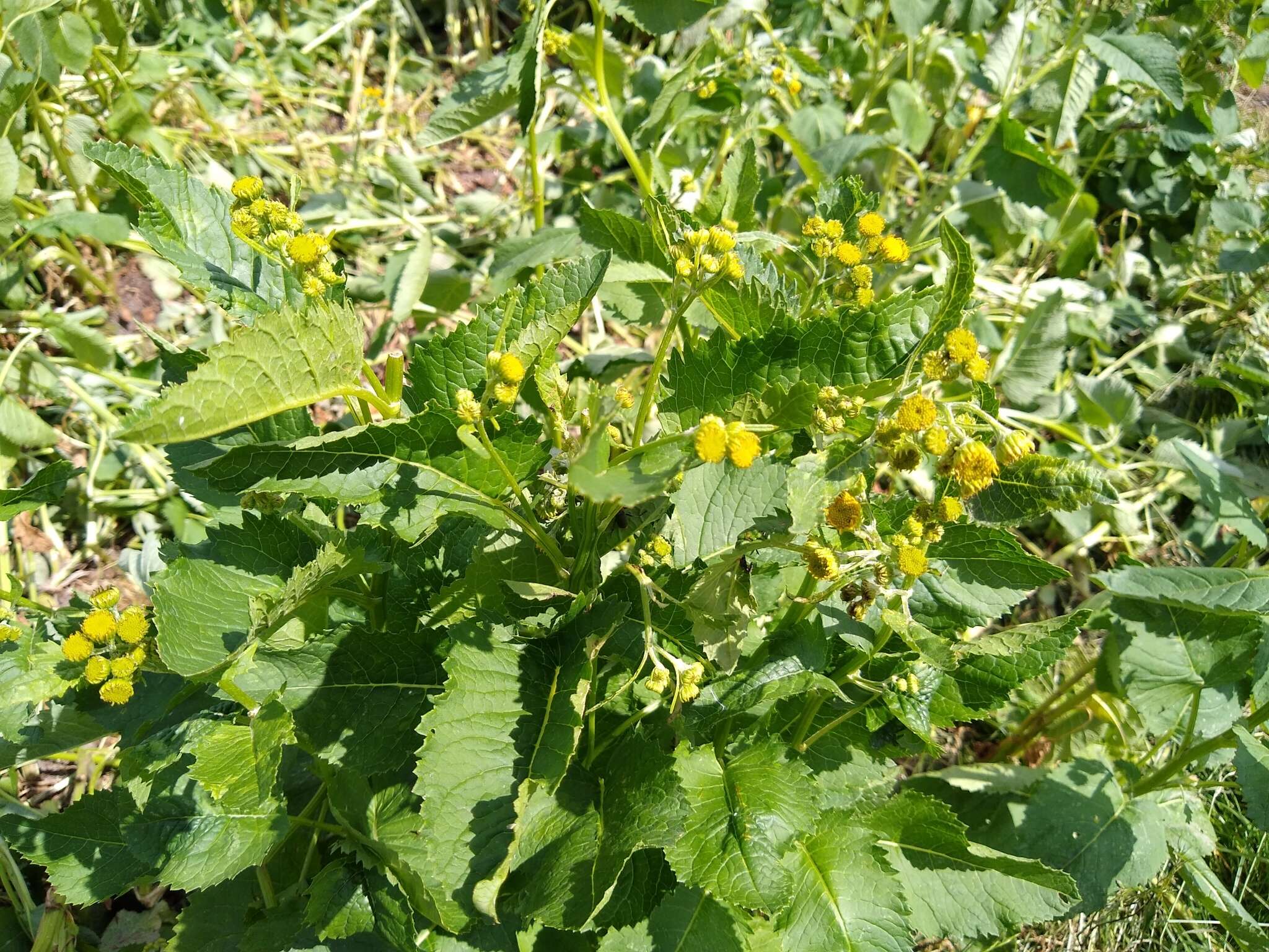 Plancia ëd Jacobaea alpina (L.) Moench