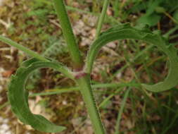 Image of Silene italica subsp. italica