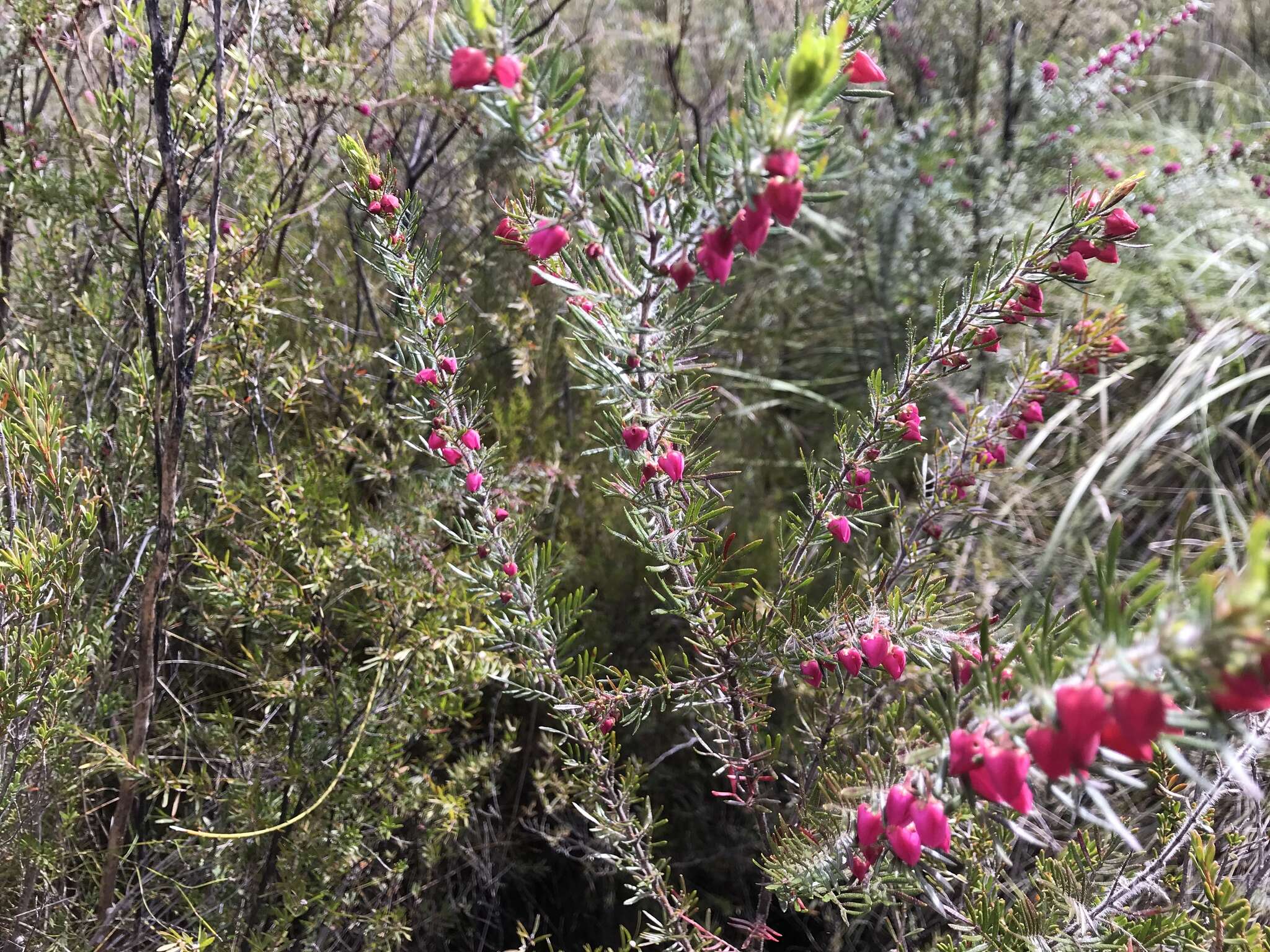 Image of Tall Boronia