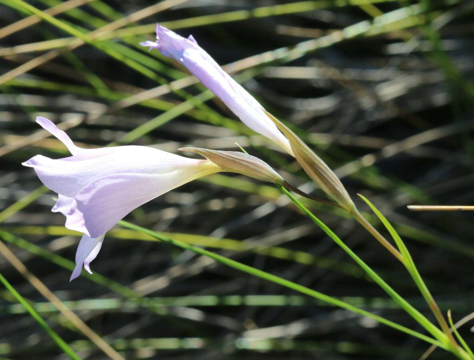 Imagem de Gladiolus blommesteinii L. Bolus