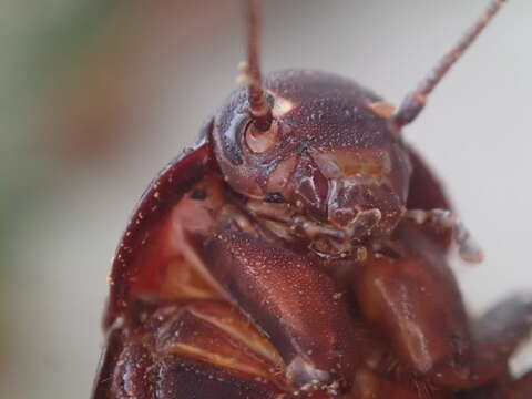 Image of Panesthia angustipennis (Illiger 1801)