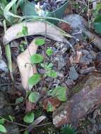 Image of Myosotis lytteltonensis (Laing & A. Wall) de Lange