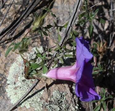 Image of silky morning-glory