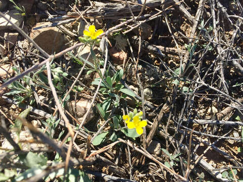 Image of Gordon's bladderpod