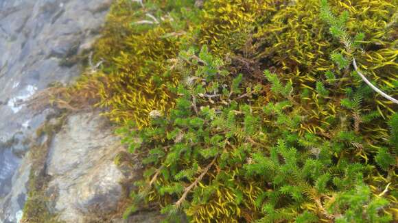 Image of Wallace's spikemoss