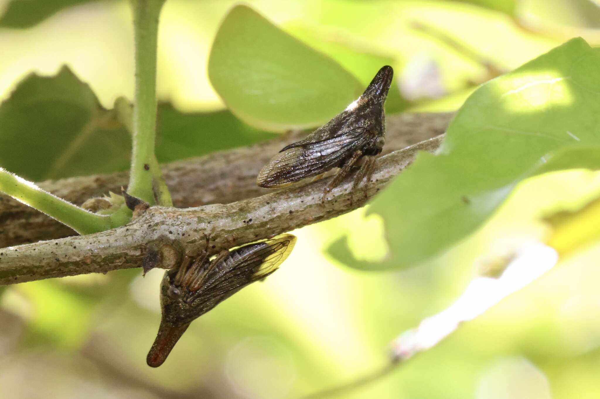 Image of Lantana Treehopper